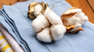 Why Egyptian Cotton Is The Best