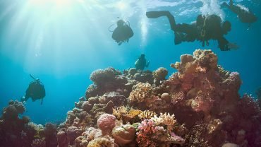 Guide To The Egyptian Red Sea