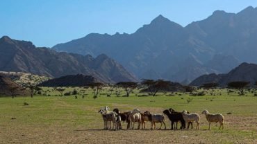 Gebel Elba National Park