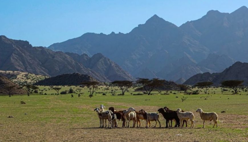 Gebel Elba National Park