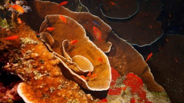 Elphinstone Reef